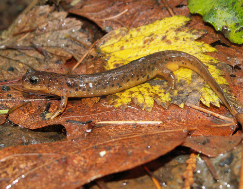 Cascade Torrent Salamander