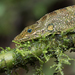 Equatorial Anole - Photo (c) andriusp, all rights reserved, uploaded by andriusp