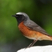 Common Redstart - Photo (c) Лазарус Лонг, all rights reserved, uploaded by Лазарус Лонг