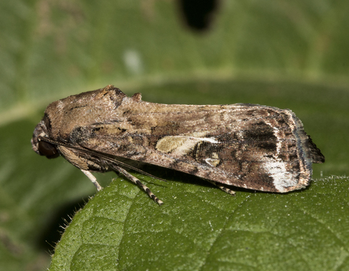 Fall Armyworm Moth