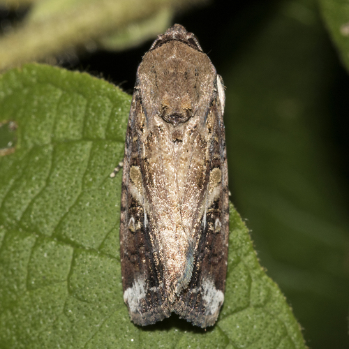 Fall Armyworm Moth