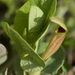 Aristolochia lutea - Photo (c) Tig, todos los derechos reservados
