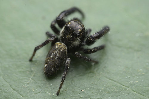Mile End Jumping Spider