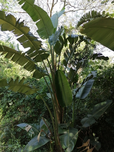 Ave del Paraíso Blanca (Strelitzia nicolai) · NaturaLista Mexico