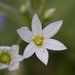 Allium pendulinum - Photo (c) Tig, todos os direitos reservados
