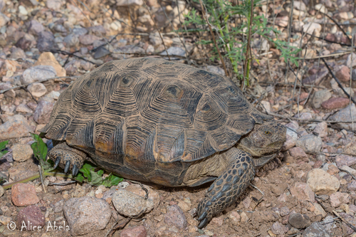 Sonoran Desert Tortoise