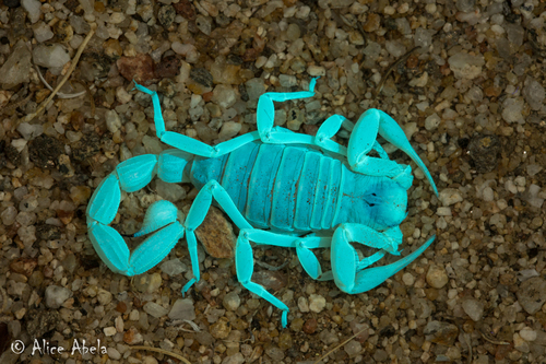 Desert Hairy Scorpion
