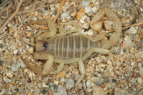 Desert Hairy Scorpion