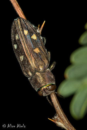 Chrysobothris octocola LeConte, 1858