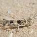 Groove-headed Grasshopper - Photo (c) Alice Abela, all rights reserved