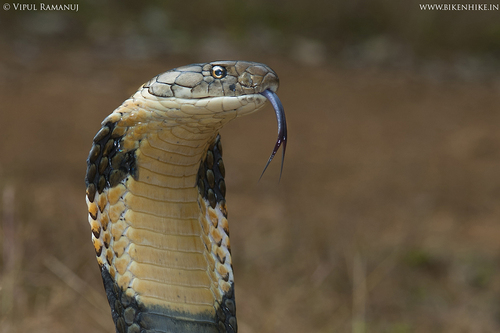 King Cobra (Ophiophagus hannah) · iNaturalist