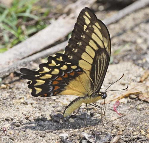 Ornythion Swallowtail