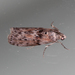 Black-spotted Leafroller Moth - Photo (c) becksnyc, all rights reserved, uploaded by becksnyc
