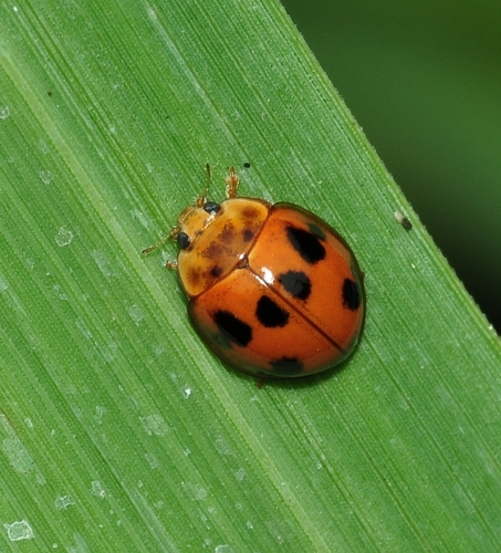Propylea luteopustulata (Mulsant, 1850)