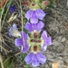 Blepharis procumbens - Photo (c) Mariette Jearey, todos los derechos reservados