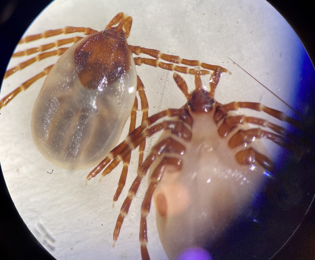 Groundhog Tick from Old Ti Rd, College Station, TX, US on May 20, 2021