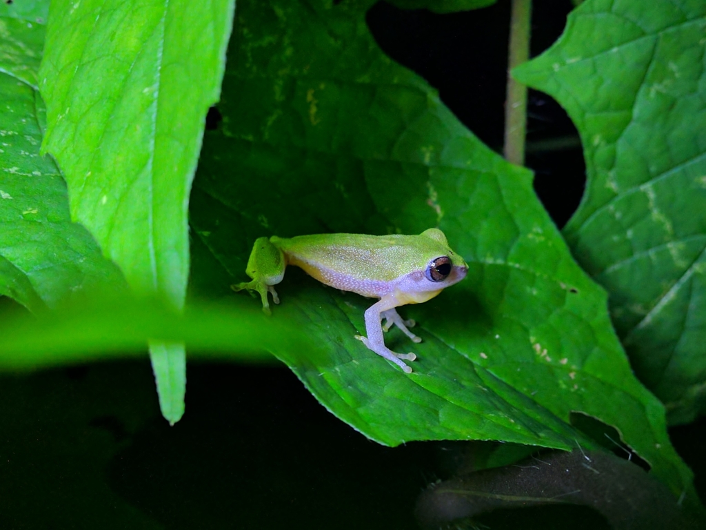 Variable Bush Frog from Kottat, Kerala 680731, India on May 20, 2021 at ...