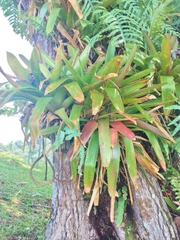 Guzmania sanguinea image