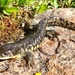 Arizona Tiger Salamander - Photo (c) Matt Jeppson, all rights reserved, uploaded by Matt Jeppson