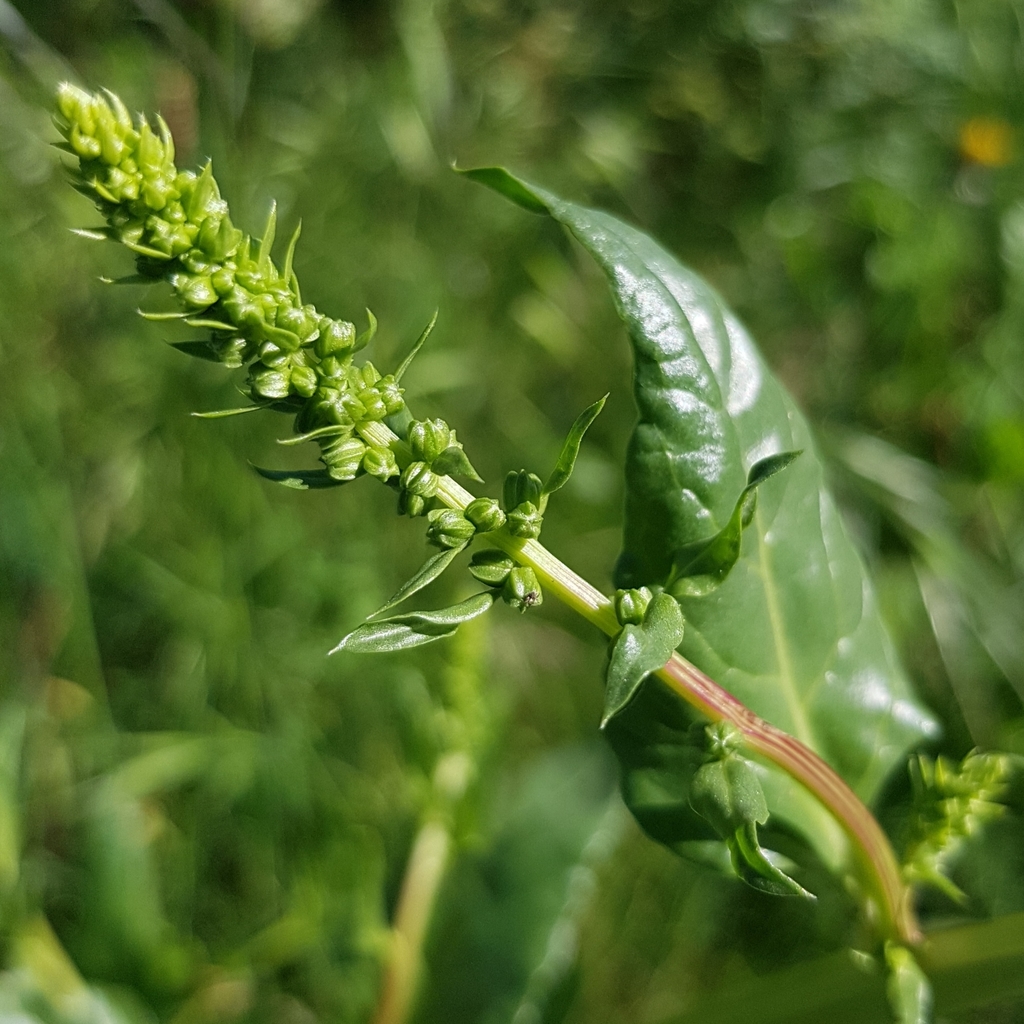 Beta vulgaris