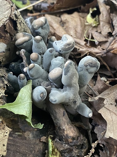 Dead Man's Fingers