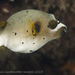 Blackspotted Puffer - Photo (c) Deb Aston, all rights reserved, uploaded by Deb Aston