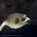 叉鼻魨屬 - Photo 由 Deb Aston 所上傳的 (c) Deb Aston，保留所有權利