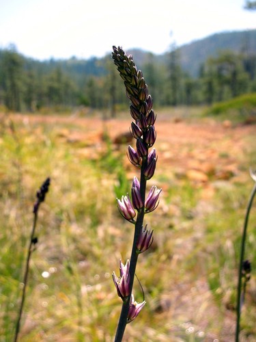 Purple-flowered Rushlily (Hastingsia atropurpurea)