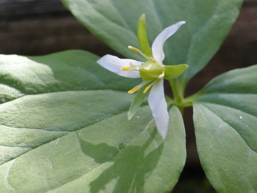 Trillium ovatum var. oettingeri