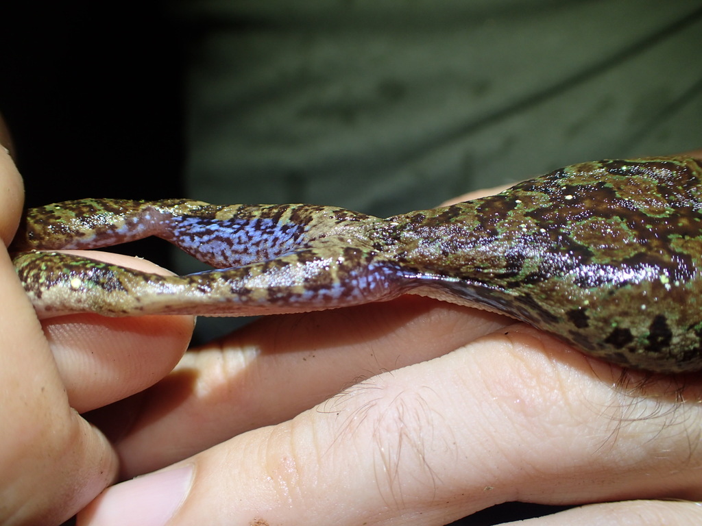 Pugnosed Tree Frog (Smilisca sila) · iNaturalist