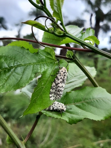 Alpenus maculosa