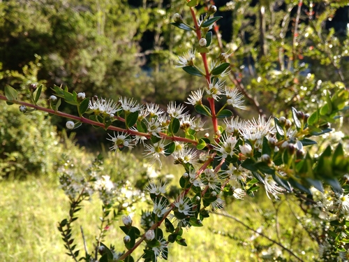 Genus Tepualia · iNaturalist