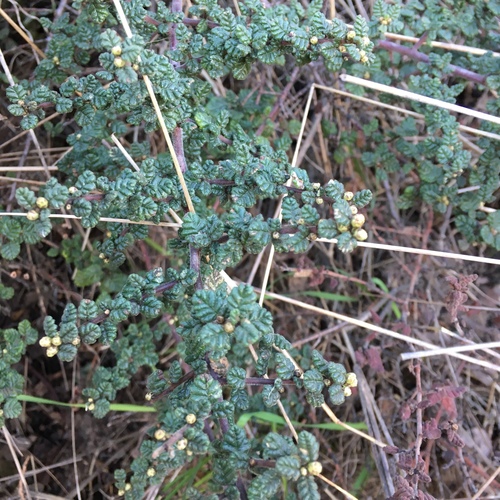 Ceanothus impressus var. impressus