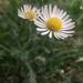 Lazy Daisy - Photo (c) tinybug, all rights reserved