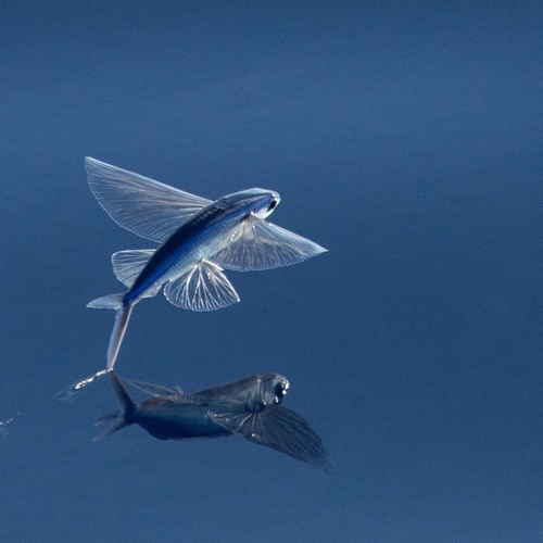 Flyingfishes Family Exocoetidae INaturalist Flyingfishes Family Exocoetidae INaturalist