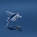 Peces Voladores - Photo (c) Santiago Imberti, todos los derechos reservados, subido por Santiago Imberti