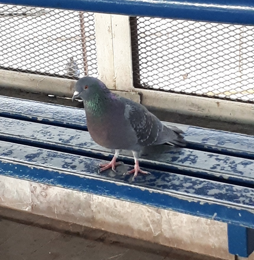 Rock Pigeon from Centro de Guadalupe, 67100 Guadalupe, N.L., México on ...