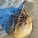 Horseshoe Crabs - Photo (c) Kori Lugar, all rights reserved, uploaded by Kori Lugar