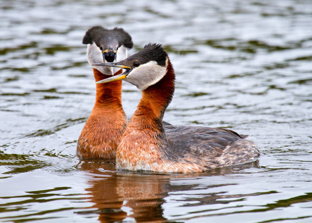 Red-necked Grebe photo