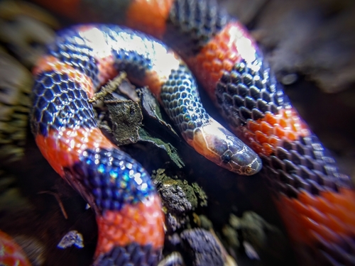 Coral Earth Snake