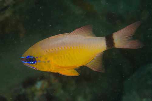 Ringtail Cardinalfish