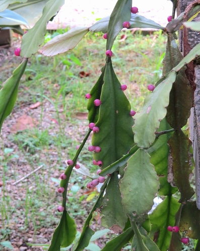 Rhipsalis russellii