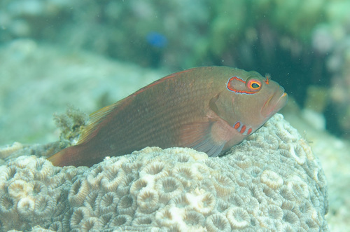 Arc-eye Hawkfish