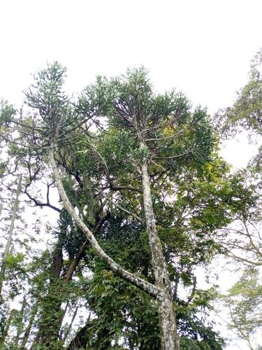 Euphorbia cussonioides