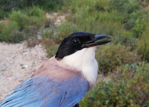 Iberian Magpie