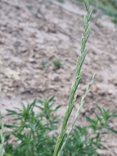 Lolium rigidum ssp. rigidum