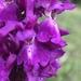Early Purple Orchid - Photo (c) Juanita Zorrilla Pujana, all rights reserved, uploaded by Juanita Zorrilla Pujana