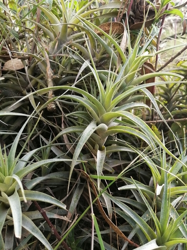 Tillandsia incarnata Kunth