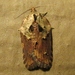 Robinson's Acleris Moth - Photo (c) John Ratzlaff, all rights reserved, uploaded by John Ratzlaff