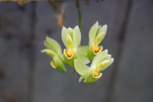 Catasetum complanatum